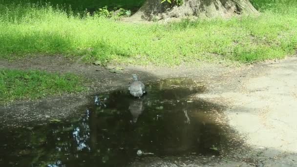 Rock pigeon wassen zelf in zwembad — Stockvideo