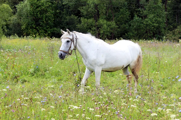 Paysage rural avec champ de fleurs et cheval — Photo