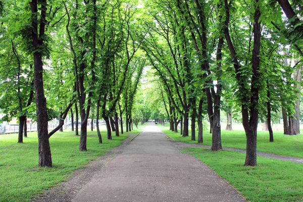 Bellissimo parco con molti alberi verdi — Foto Stock