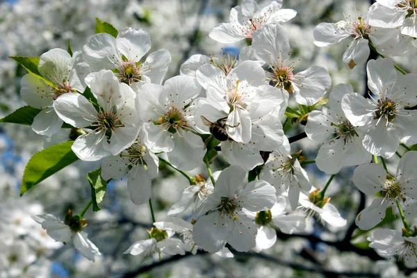 Branches of blossoming cherry — Stock Photo, Image