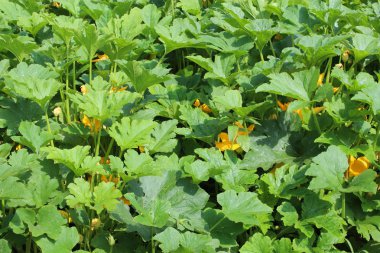 yatakta squashes, dikim