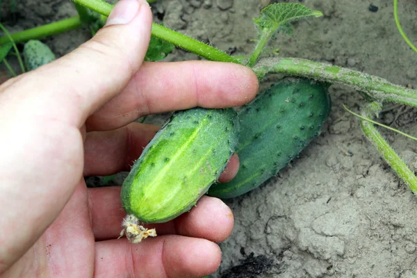 Menschliche Hand mit Früchten der Gurke — Stockfoto