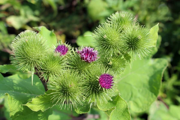 Las flores de las espinas de la bardana — Foto de Stock