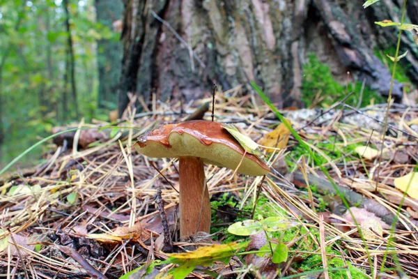 Buen hongo de Suillus bajo el árbol — Foto de Stock