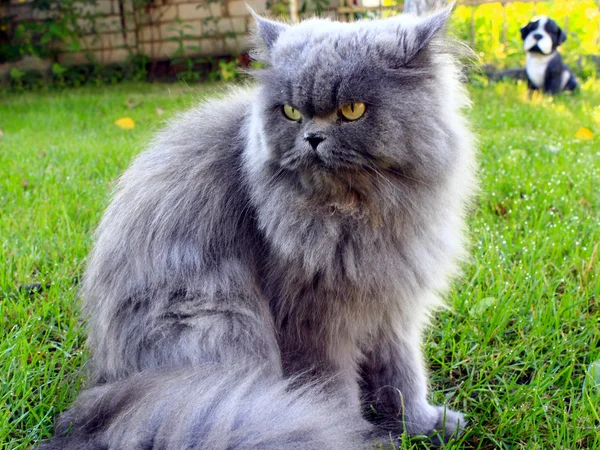 Gato persa agradable — Foto de Stock