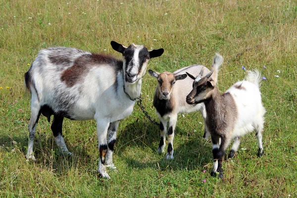 Ziege und Kinder auf der Weide — Stockfoto