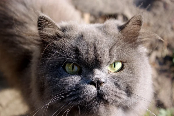 Mundkurv af dejlig persisk kat - Stock-foto