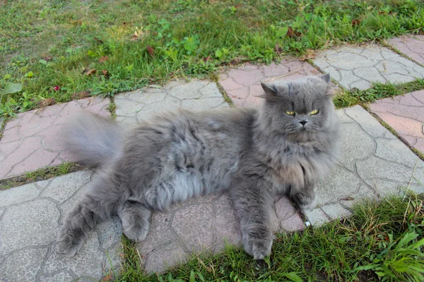 Персидский кот — стоковое фото