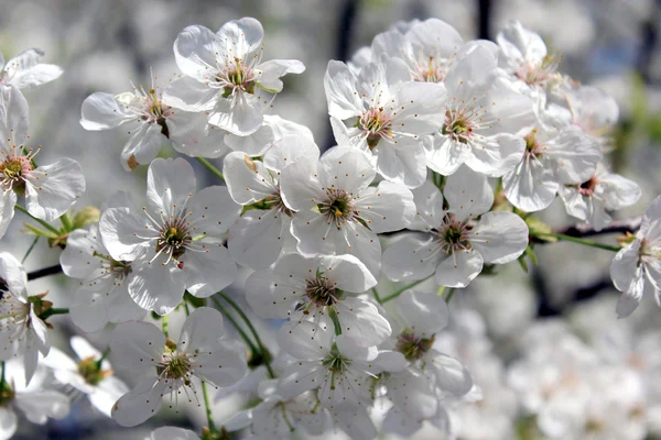 Filial av blommande körsbär — Stockfoto