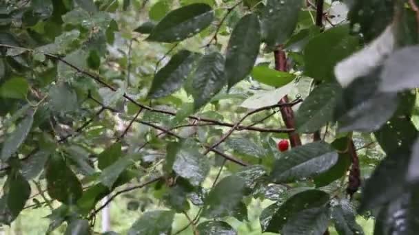 Está lloviendo sobre el cerezo — Vídeos de Stock