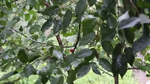 На вишневому дереві йде дощ. — стокове відео