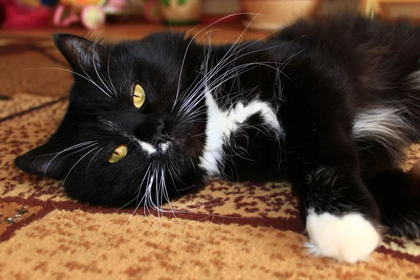 Kara kedi hakkında halı üzerinde kıvrılarak — Stok fotoğraf