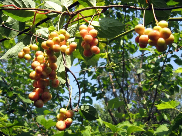 Branch of green schizandra — Stock Photo, Image