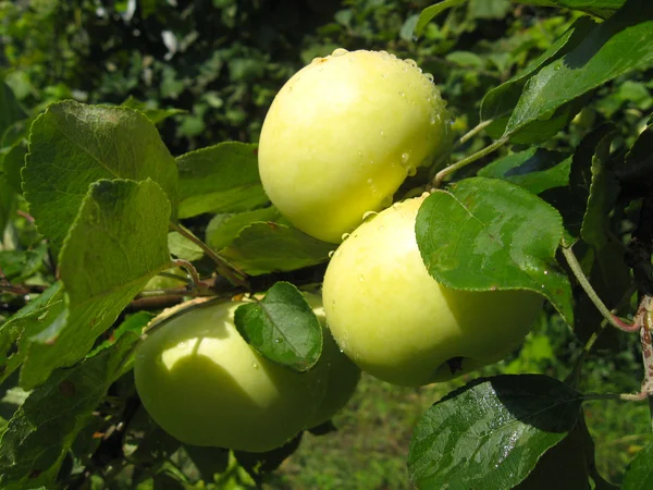 Branch with ripe apples — Stock Photo, Image