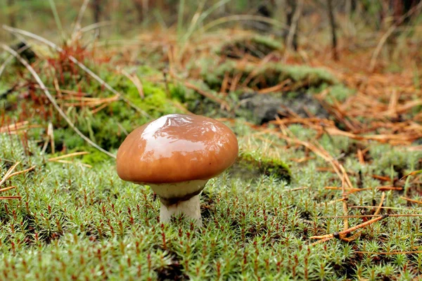 Mushroom in the moss — Stock Photo, Image