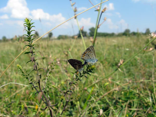 Ζεύγος πεταλούδες από ασήμι-κατάσπαρτος μπλε στη λεπίδα — Φωτογραφία Αρχείου