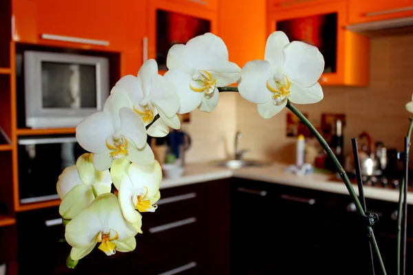 豪華なキッチンで黄色開花蘭の支店 — ストック写真