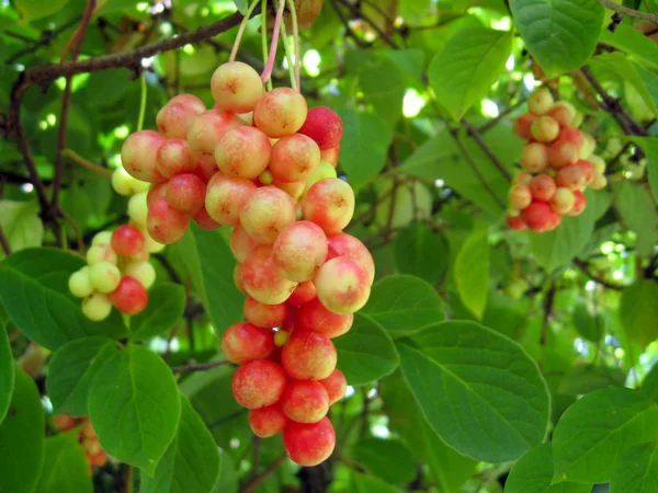 Branch of red ripe schizandra — Stock Photo, Image