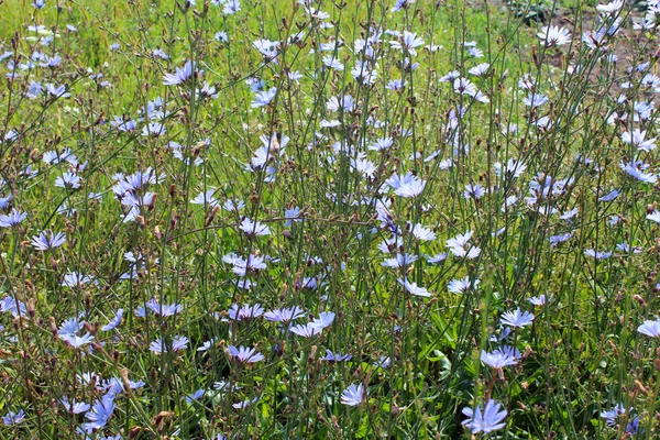 A cichorium kék virágok — Stock Fotó