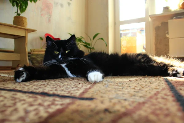Gato preto lolling sobre no tapete — Fotografia de Stock
