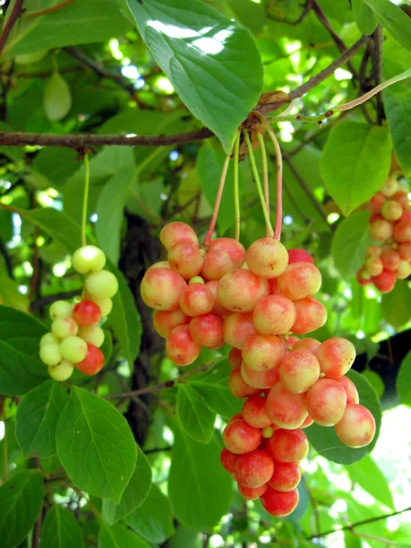 Branch of red ripe schizandra — Stock Photo, Image