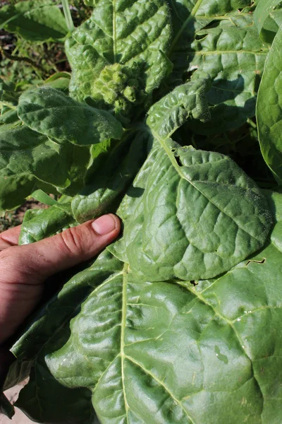 Hojas de cosecha de la planta de tabaco —  Fotos de Stock