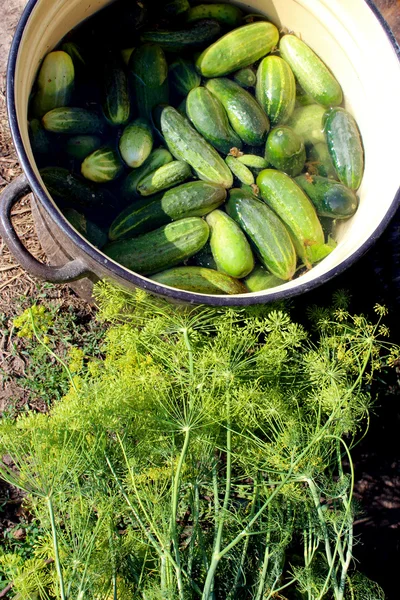 Salatalık ve korunması için hazırlanan rezene — Stok fotoğraf