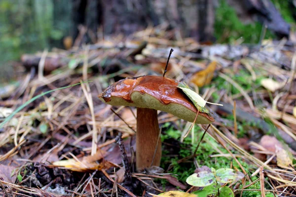 Beau champignon unique de Suillus — Photo