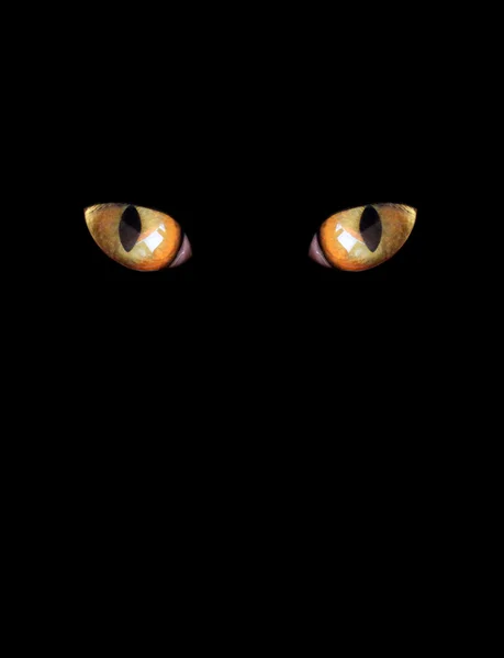 Ojos de gato sobre fondo negro — Foto de Stock