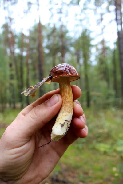 Beau champignon de Boletus badius à la main — Photo