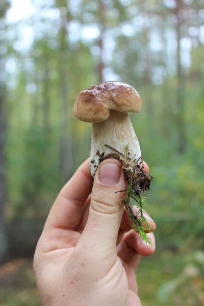 Beautiful and little cep in the hand — Stock Photo, Image