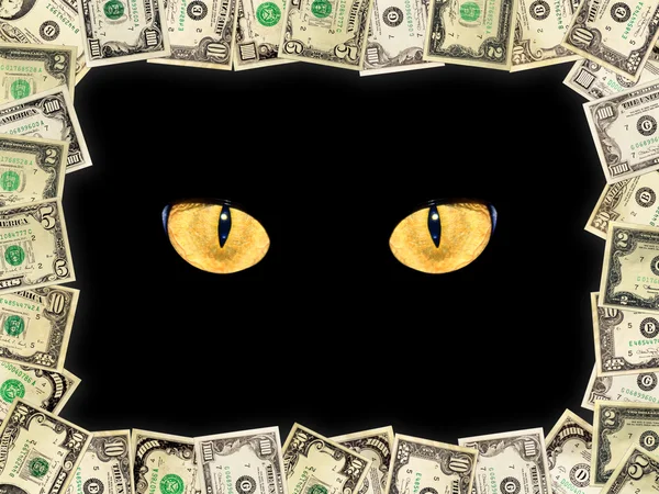 अंधारात डॉलर आणि मांजरच्या डोळ्यांमधून फ्रेम — स्टॉक फोटो, इमेज