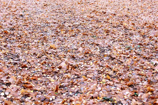 Mooie gele bladeren op de grond — Stockfoto