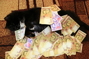 para ile halı üzerinde yalan kedi