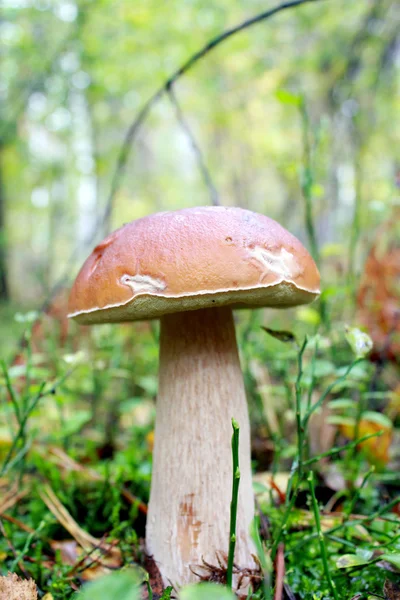 Beautiful and small cep in the grass — Stock Photo, Image