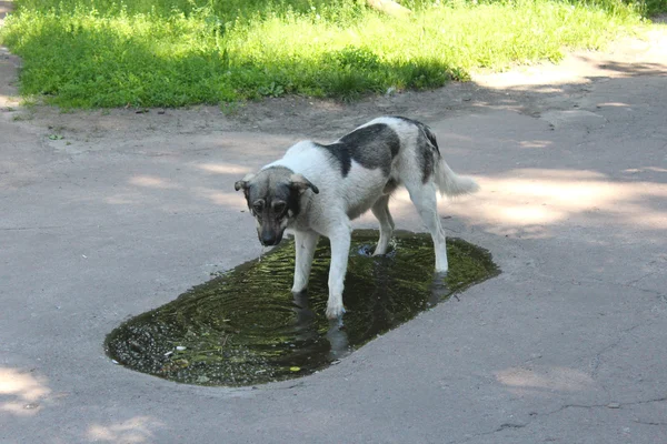 Gran perro saciando su sed en la piscina — Foto de Stock