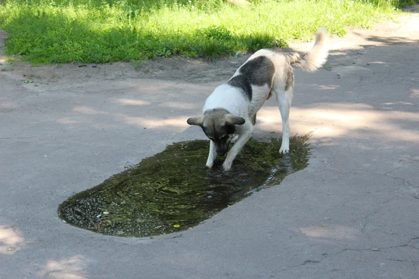 Big dog slaking its thirst in pool — Stock Photo, Image