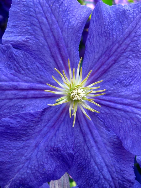 Vacker blå blomma av klematis av närbild — Stockfoto