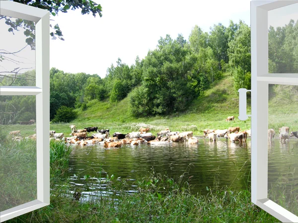 Landschap met de rivier en de koeien — Stockfoto