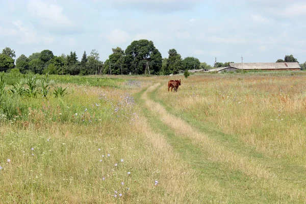Hästen stående i fältet nära vägen — Stockfoto