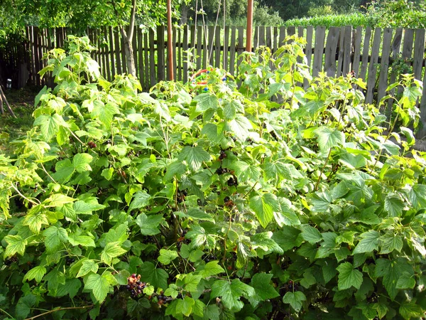 Bushes of currant in the village — Stock Photo, Image