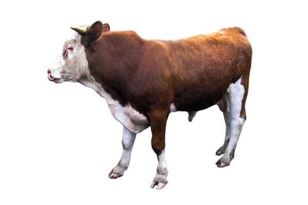 A bull isolated on the white background — Stock Photo, Image