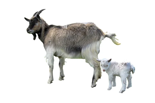 Коза и ребенок изолированы на белом фоне — стоковое фото