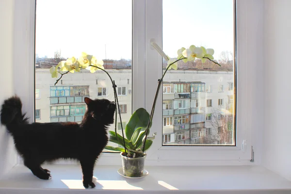 Kara kedi orkide üzerinde pencere pervazına yürüyüş