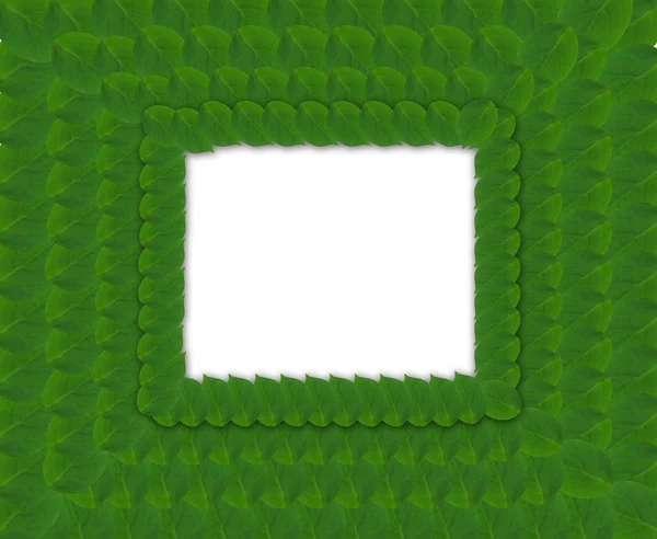 Green square frame from leaves — Stock Photo, Image