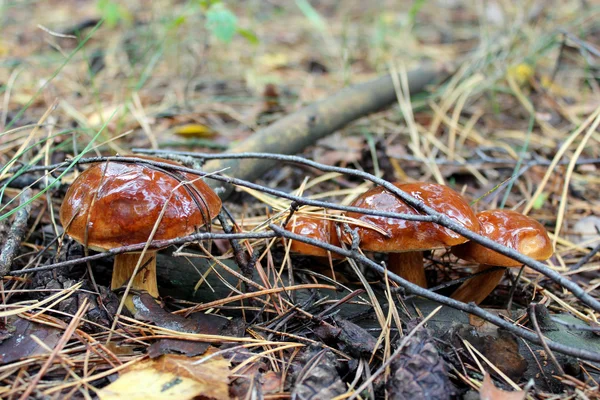 Belo cogumelo de Boletus badius — Fotografia de Stock