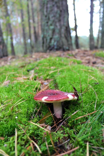 Hermoso hongo de russula — Foto de Stock