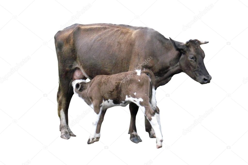 Grey cow with calf isolated on the white background