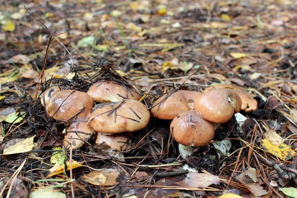 Cogumelos agradáveis de Suillus — Fotografia de Stock