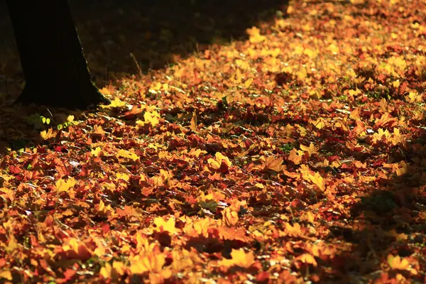 Осенние желтые листья в парке — стоковое фото